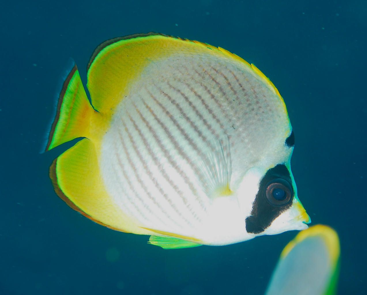 Chaetodon adiergastos (Pesce farfalla panda)